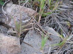 Rhammatocerus viatorius