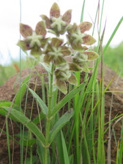 Asclepias cultriformis