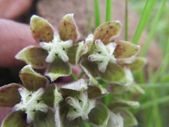 Asclepias cultriformis