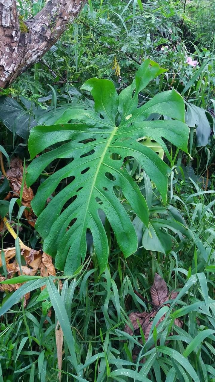 Monstera deliciosa