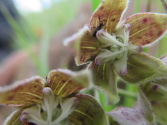 Asclepias cultriformis