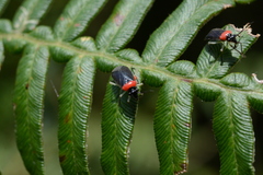 Sysinas pallidipes