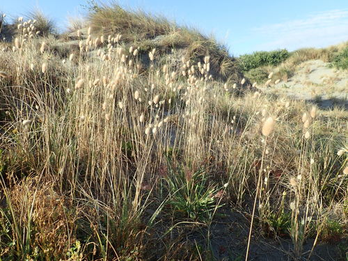Hare's Tail Grass