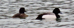 Aythya marila