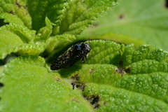 Amorphosternus cucullatus