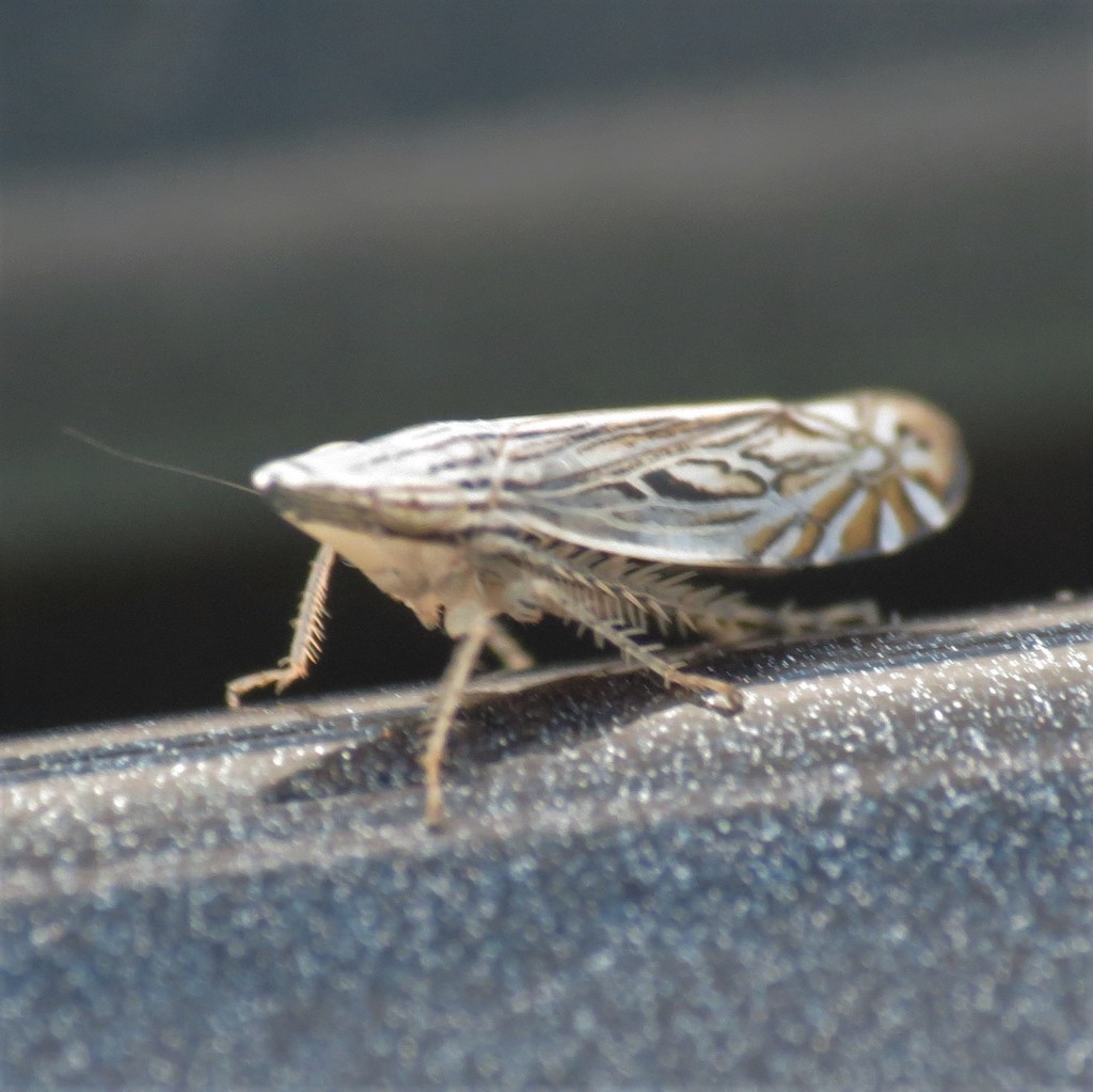 Spartopyge