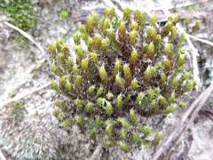 Syntrichia ruraliformis