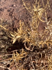Hecastocleis shockleyi