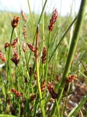 Eleocharis kamtschatica