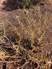 Hecastocleis shockleyi