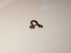 Peribatodes rhomboidaria