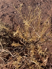 Hecastocleis shockleyi