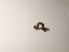 Peribatodes rhomboidaria