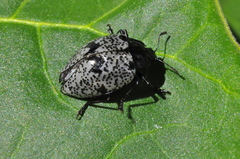 Cypherotylus adrianae