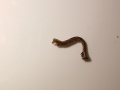 Peribatodes rhomboidaria
