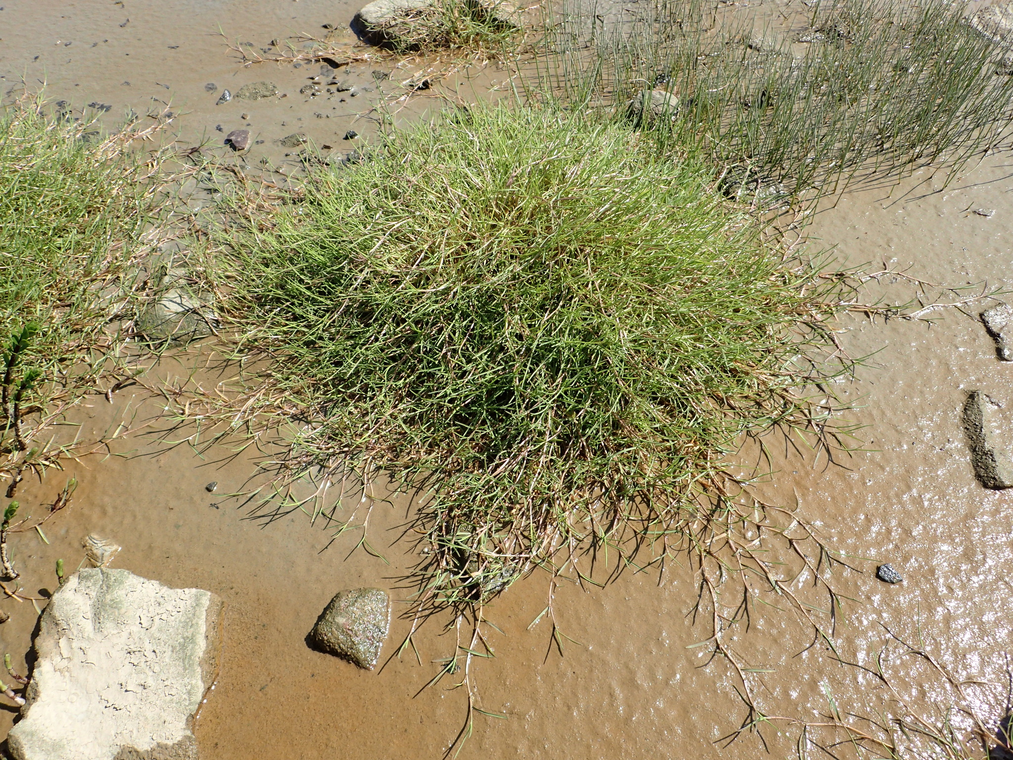 Puccinellia phryganodes ssp. phryganodes