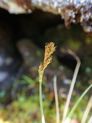 Carex lachenalii