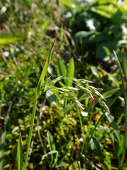 Vahlodea atropurpurea