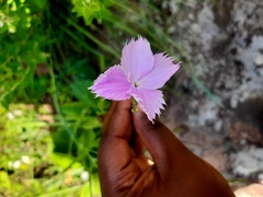 Dianthus zeyheri
