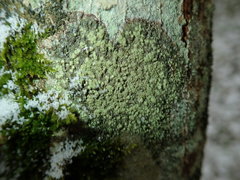 Buellia griseovirens