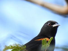 Icterus pyrrhopterus