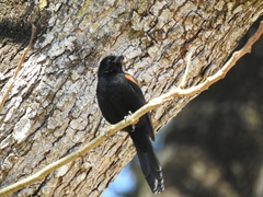 Icterus pyrrhopterus