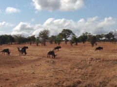 Connochaetes taurinus johnstoni