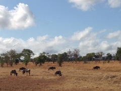 Connochaetes taurinus johnstoni