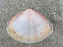 Mactra stultorum