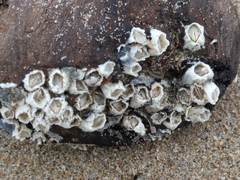 Austrominius modestus