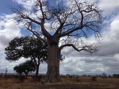 Adansonia