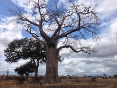 Adansonia