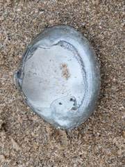 Mactra stultorum