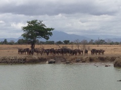 Connochaetes taurinus johnstoni