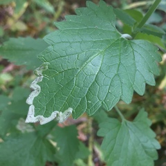 Phytomyza nepetae