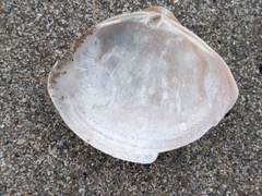 Mactra stultorum