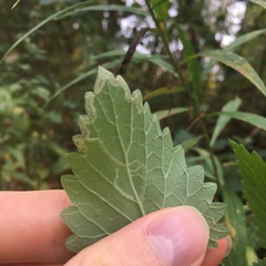 Phytomyza nepetae