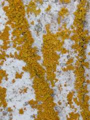 Xanthoria calcicola