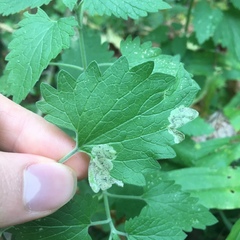 Phytomyza nepetae