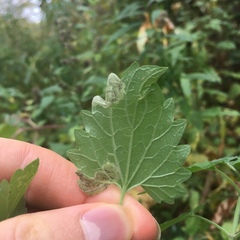 Phytomyza nepetae