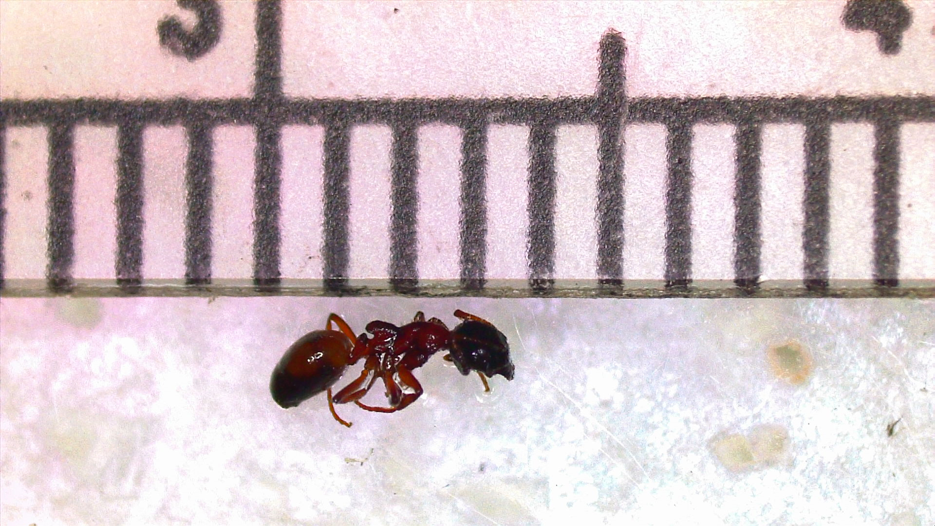 Dolichoderus plagiatus