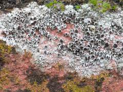 Lecanora campestris
