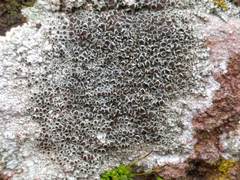 Lecanora campestris
