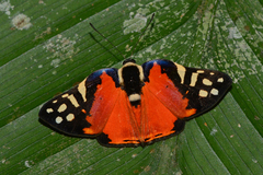 Symmachia rubina