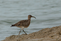 Numenius phaeopus