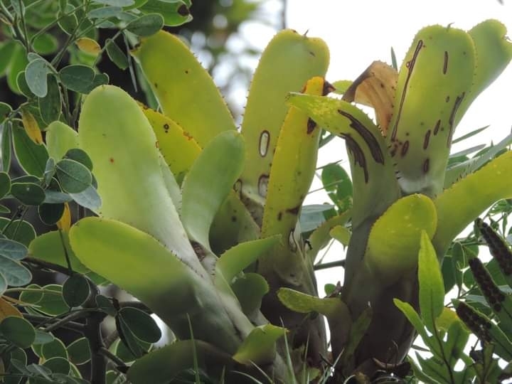 Aechmea nudicaulis
