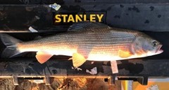 Thymallus brevirostris