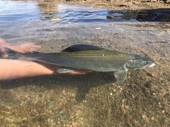 Thymallus brevirostris