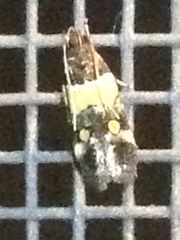 Triclonella determinatella