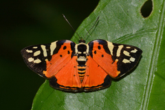 Symmachia rubina
